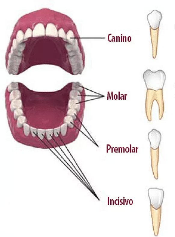nombrs-dientes-2